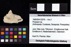 Foto (Objket + Etiketten) von Prosopon sp. 